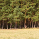 Image for article titled Department Of Interior Sets Aside 50,000 Acres Of Federal Land For Anonymous Sexual Encounters